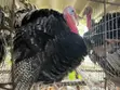 Matured Turkey - 1