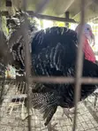 Matured Turkey - 2
