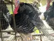 Matured Turkey - 3