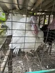 Matured Turkey - 4