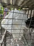 Matured Turkey - 5