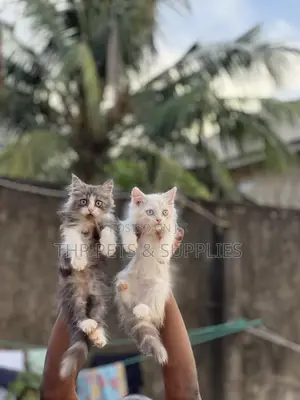 Purebred Persian Kittens (1-3 Months)