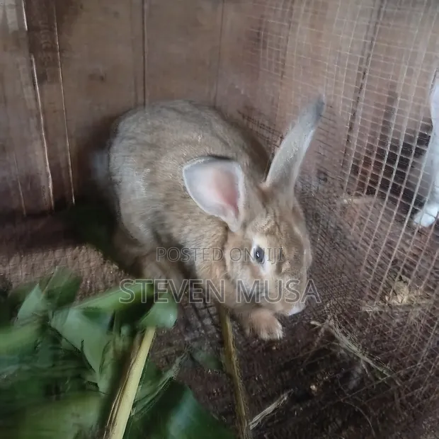 Rabbits for Sale - Meat, Bunnies, Mature - 1
