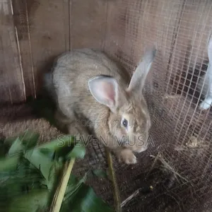 Rabbits for Sale - Meat, Bunnies, Mature