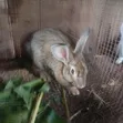 Rabbits for Sale - Meat, Bunnies, Mature - 1