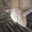 Rabbits for Sale - Meat, Bunnies, Mature - 2
