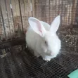 Rabbits for Sale - Meat, Bunnies, Mature - 3