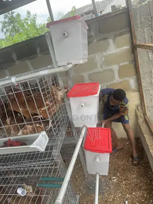 Sabon Shigo da Battery Cages na Layers