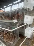 Sabon Shigo da Battery Cages na Layers - 4