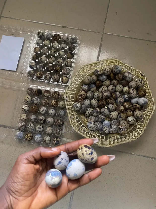 Nest and Bloom Quail Eggs (30 Count) - 1