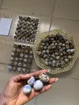 Nest and Bloom Quail Eggs (30 Count) - 1