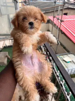 Purebred Lhasa Apso Puppy - 1-3 Months Old