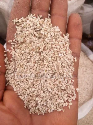 Clean Sesame Seeds for Bulk Purchase
