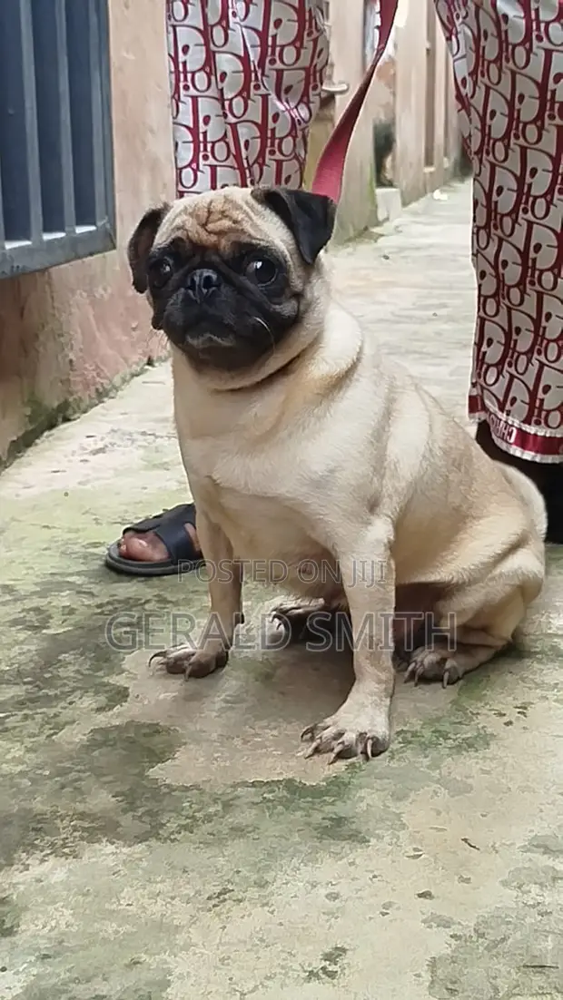 Purebred Pug, 1+ Year Old Female - 1