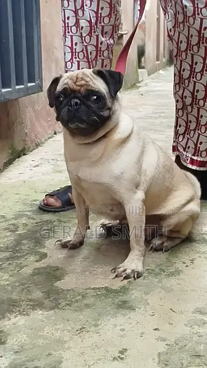 Purebred Pug, 1+ Year Old Female