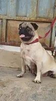 Macefiyar Pug, Mai Shekara 1+ Mace - 2