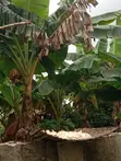 Plot of Land with 4 Shops & Fruit Trees in Okanran, Ogun State - 1