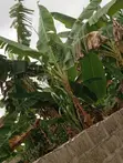 Plot of Land with 4 Shops & Fruit Trees in Okanran, Ogun State - 2