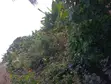 Plot of Land with 4 Shops & Fruit Trees in Okanran, Ogun State - 3