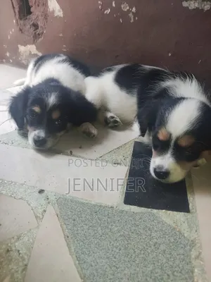 Female Purebred Lhasa Apso Puppy (1-3 Months)