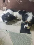 Female Purebred Lhasa Apso Puppy (1-3 Months) - 2