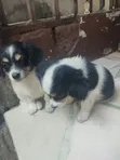 Female Purebred Lhasa Apso Puppy (1-3 Months) - 4