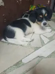 Female Purebred Lhasa Apso Puppy (1-3 Months) - 5