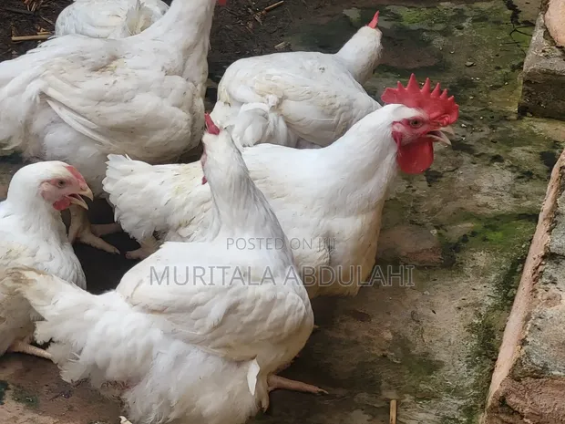 Well Matured Broiler Chicken - 1
