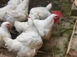 Well Matured Broiler Chicken - 1