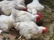 Well Matured Broiler Chicken - 2