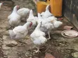 Well Matured Broiler Chicken - 3