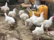 Well Matured Broiler Chicken - 4