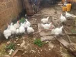 Well Matured Broiler Chicken - 5