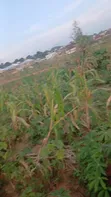3000sqm Land for Sale in Ushafa, Abuja - 4