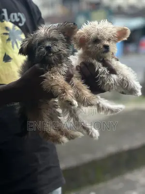 Purebred Lhasa Apso Puppy - 1-3 Months Old