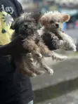 Purebred Lhasa Apso Puppy - 1-3 Months Old - 2