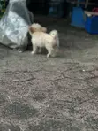 Purebred Lhasa Apso Puppy - 1-3 Months Old - 3