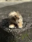 Purebred Lhasa Apso Puppy - 1-3 Months Old - 4