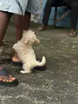 Purebred Lhasa Apso Puppy - 1-3 Months Old - 5