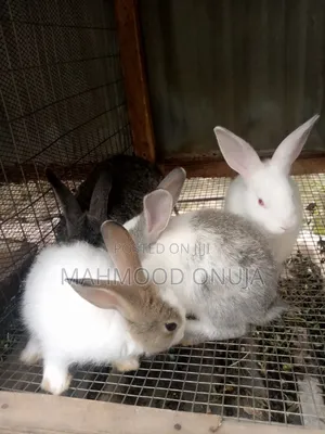 Weaner Rabbits for Sale