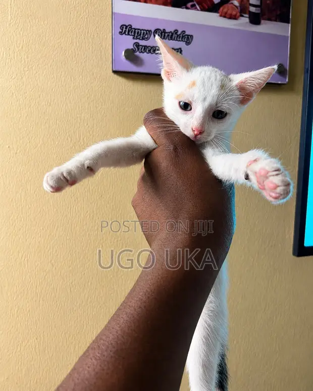 Female Purebred Tabby Kitten (1-3 Months) - 1