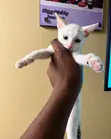 Female Purebred Tabby Kitten (1-3 Months) - 1