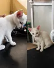 Female Purebred Tabby Kitten (1-3 Months) - 2