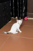 Female Purebred Tabby Kitten (1-3 Months) - 3