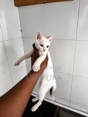 Female Purebred Tabby Kitten (1-3 Months)