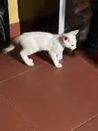 Female Purebred Tabby Kitten (1-3 Months) - 5