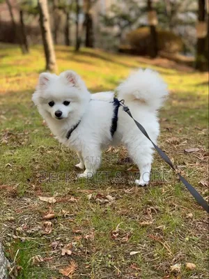 Purebred American Eskimo Puppy (1-3 Months)
