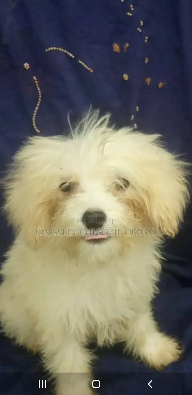 3-6 Month Female Purebred Lhasa Apso Puppy - 1