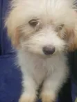 3-6 Month Female Purebred Lhasa Apso Puppy - 2