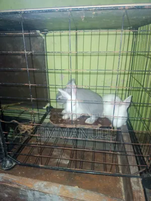 Rabbits for Sale (1-2 Months Old)